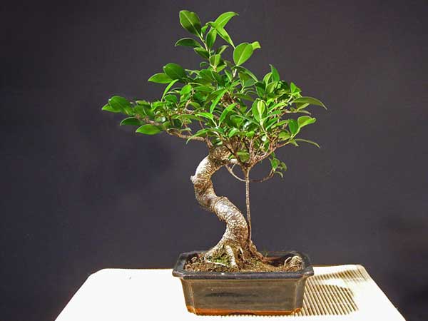 Ficus benjamina