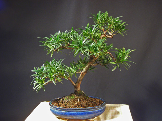 Steineibe, Podocarpus macrophylla