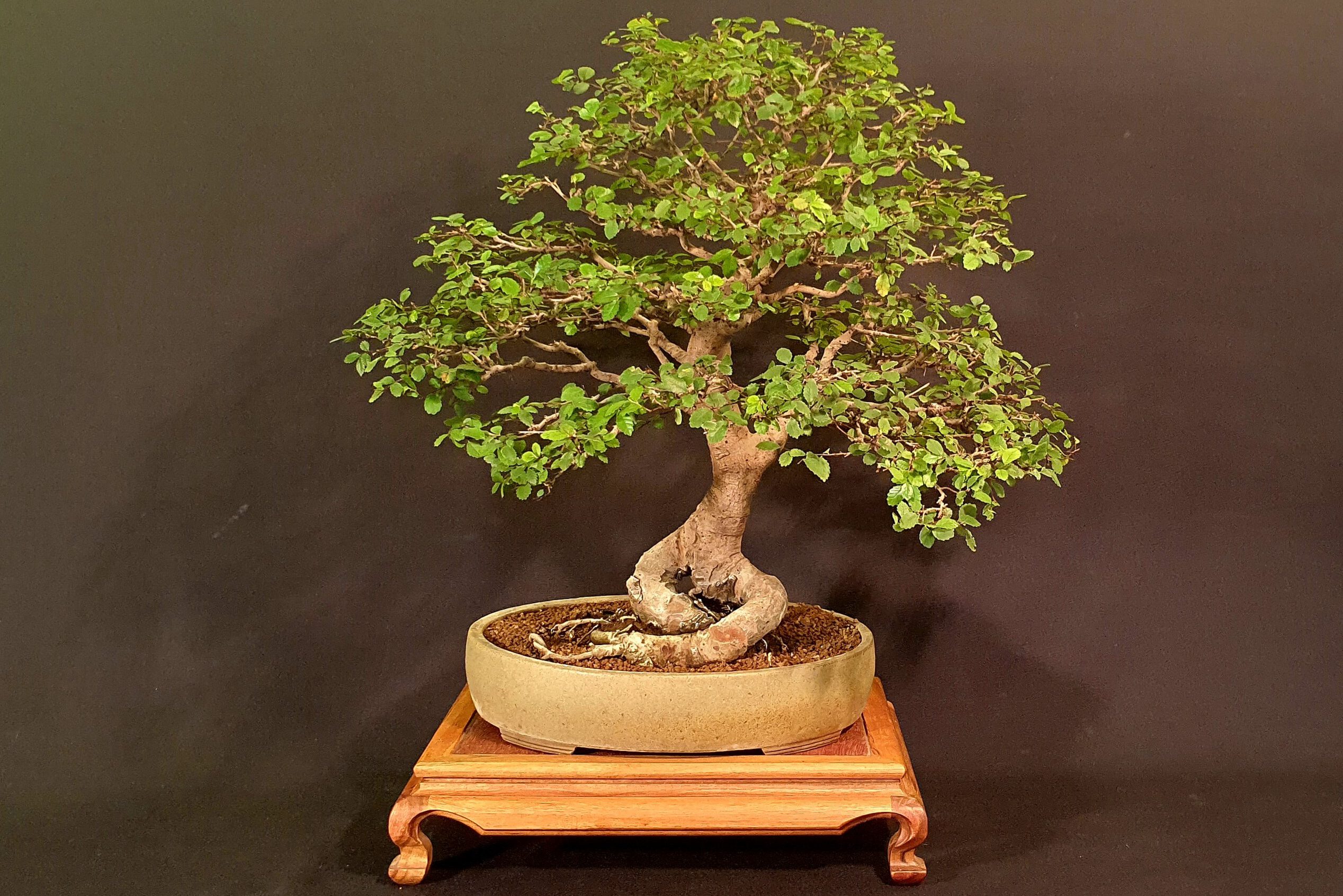 Zimmerpflanze. Strahlenaralie Bonsai 3er-Set: Pfefferbaum Schwarzkiefer 