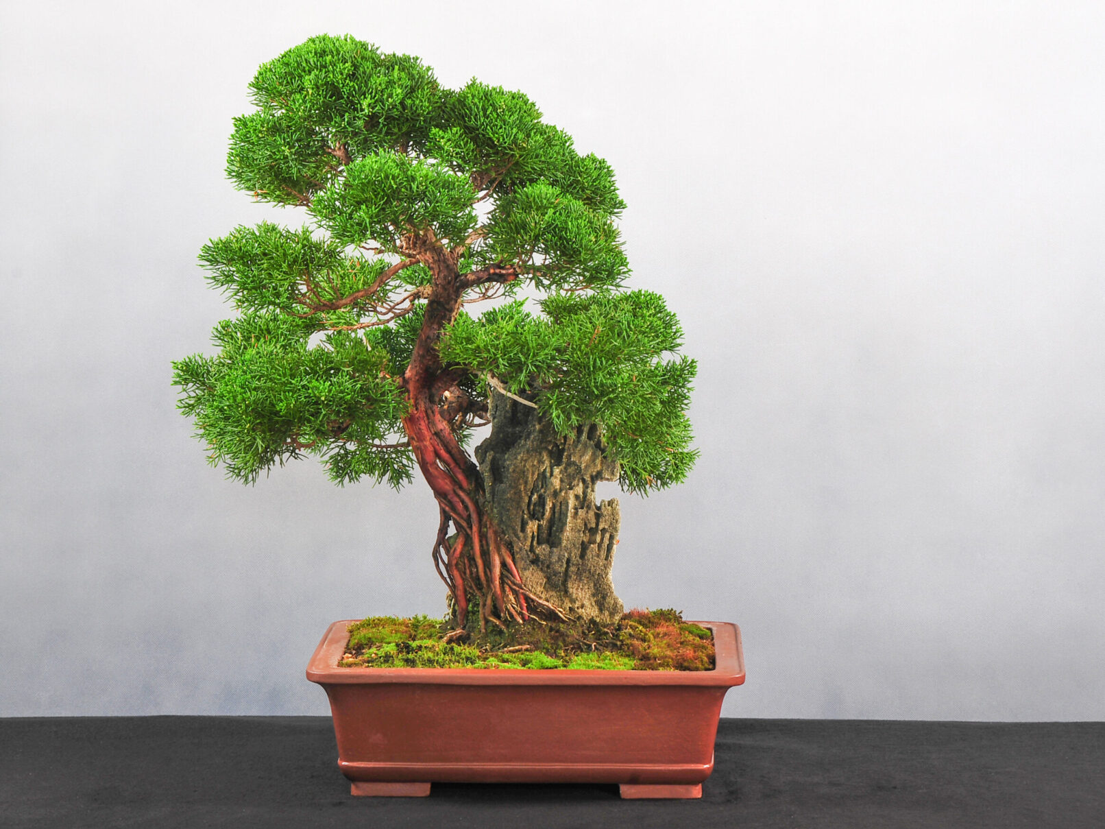 Bäume für draußen Bonsai Börse Bremen