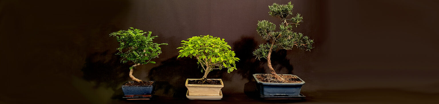 Bäume für drinnen Bonsai Börse Bremen