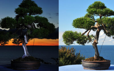 Ein Wacholder-Bonsai im Urlaub, wollte auch mal das Meer erleben...