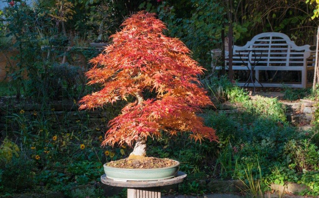 Acer Seigen im Herbstlaub