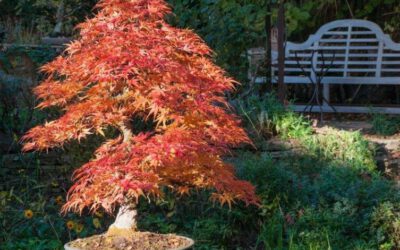 Acer Seigen im Herbstlaub