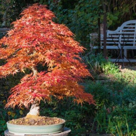 Acer Seigen im Herbstlaub