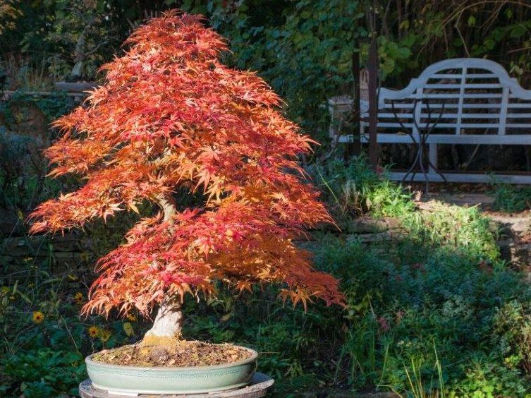 Acer Seigen im Herbstlaub