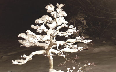 Acer Seigen im Schnee20210129_195519 Acer Seigen im Schnee20210129_195519