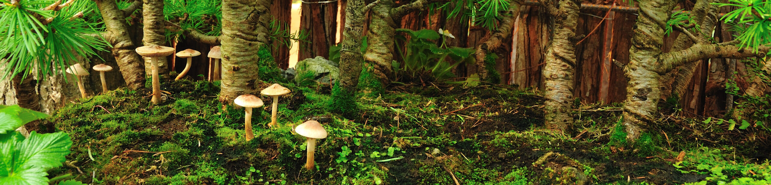 Pilz-Ausstellung_2011-10-01_13-23