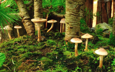 Pilz-Ausstellung_2011-10-01_13-23