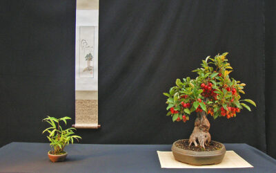 Apfelbaum, Malus micromalus, botanika Bremen