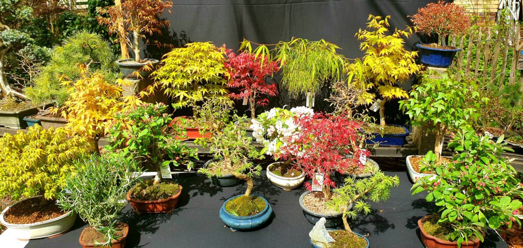 Bonsai Börse Bremen Willkommen bei der Bonsai Börse Bremen