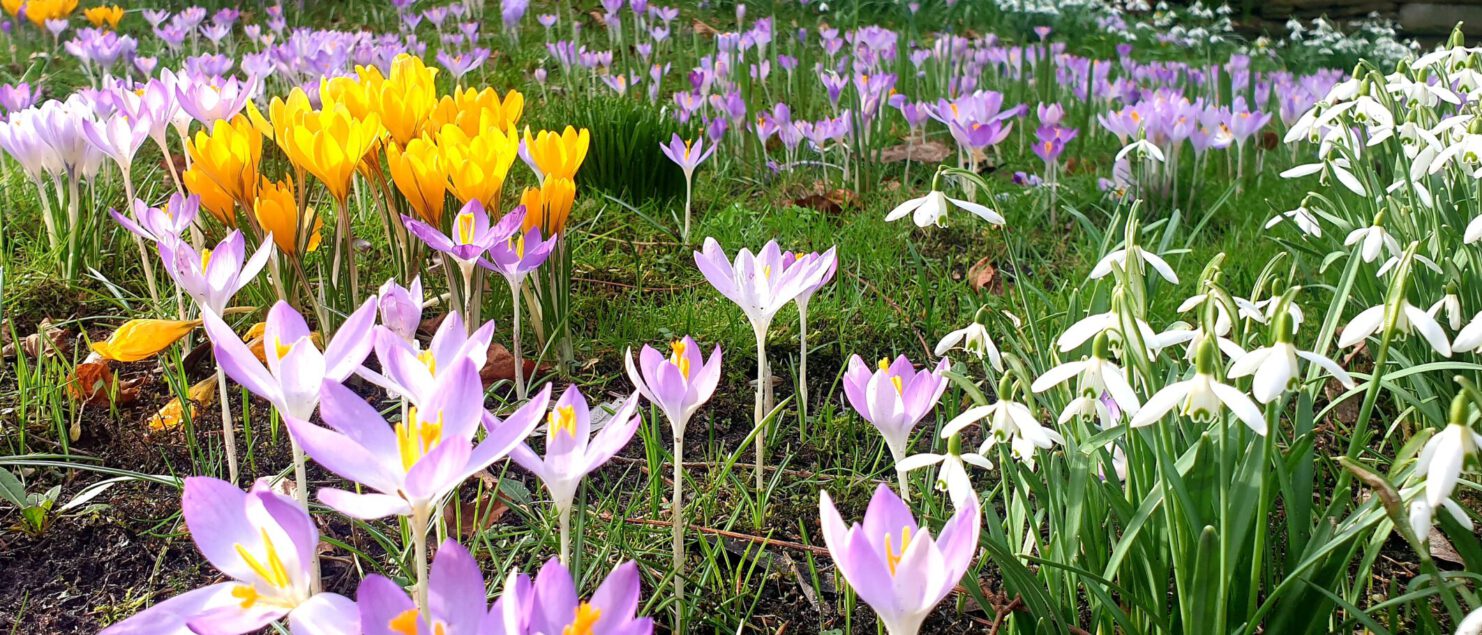 Krokusse und Schneeglöckchen im März