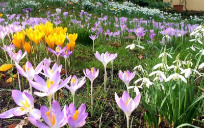 Krokusse und Schneeglöckchen im März
