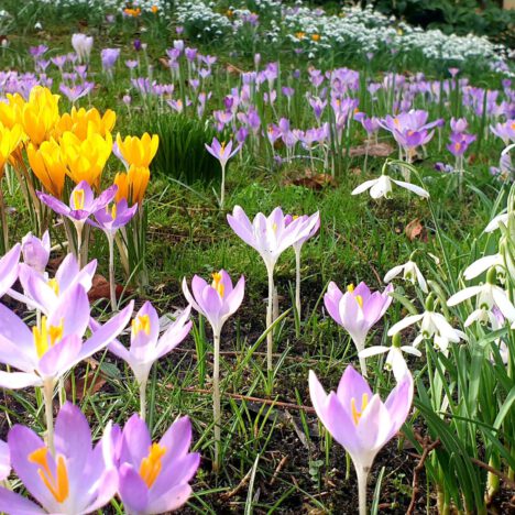 Krokusse und Schneeglöckchen im März